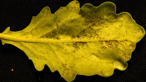 Downy Mildew On Cruciferous Seedlings Vegetable Pathology Long