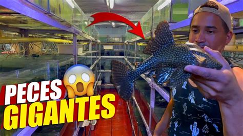 La Bodega De Peces Con Más Especies En Colombia YouTube