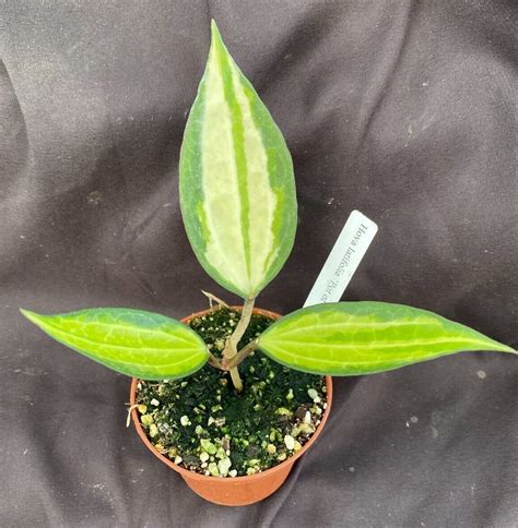 Hoya Latifolia Pot Of Gold Rare Hoya Rooted Plant Etsy