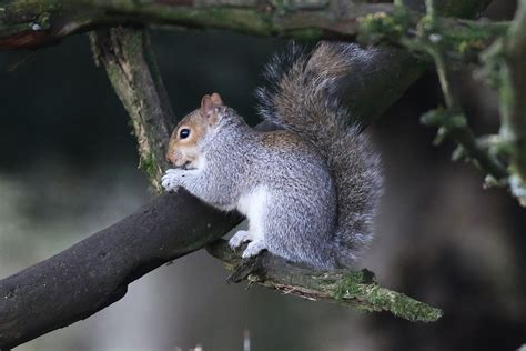 Eastern Grey Squirrel Sciurus Carolinensis Adult Flickr