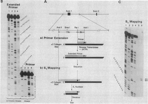 Primer Extension Experiment And S1 Nuclease Mapping Experiment A The Download Scientific