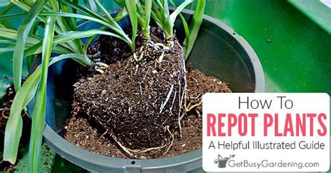 How To Repot Plants A Helpful Illustrated Guide Plants Repotting