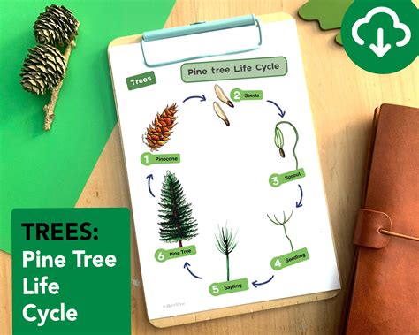 Pine Tree Life Cycle - Educational Tree Printable - Etsy UK