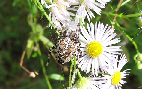 ÉPEIRE DIADÈME Araneus diadematus