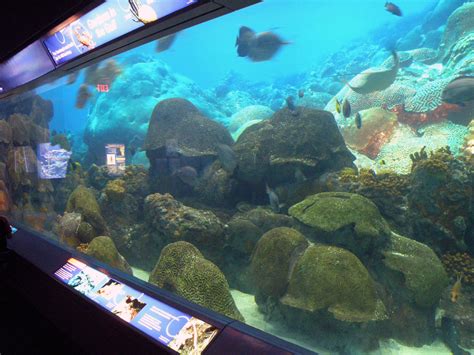 How To Work At A Zoo Or Aquarium - Aquarium Views