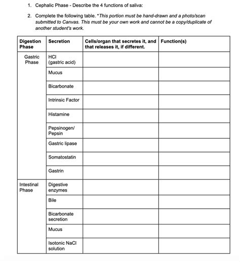 Solved Cephalic Phase Describe The Functions Of Chegg