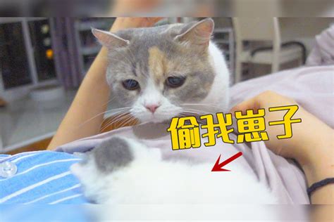 趁猫妈不在，主人偷小奶猫玩，母猫发现后马上赶来！