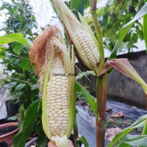 15pcs Biji Benih Jagung Putih Manis F1 Sweet White Corn Seeds Seed