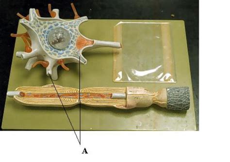 axon Diagram | Quizlet