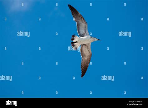 Birds photographed in Mexico Stock Photo - Alamy