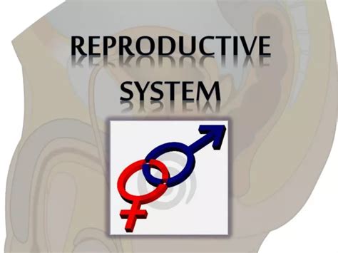 Ppt Reproductive System Powerpoint Presentation Free Download Id