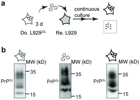 L Cells Infected With L Secrete Prp Sc And Prion Infectivity In