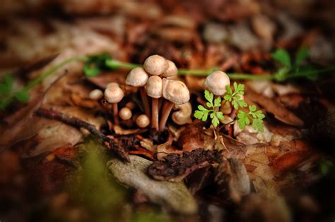 Fungi By Laura B R On Deviantart