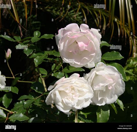 White Roses Tinged With Red Stock Photo Alamy