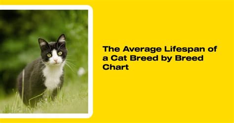 Domestic Cat Breeds Chart Atelier Yuwaciaojp