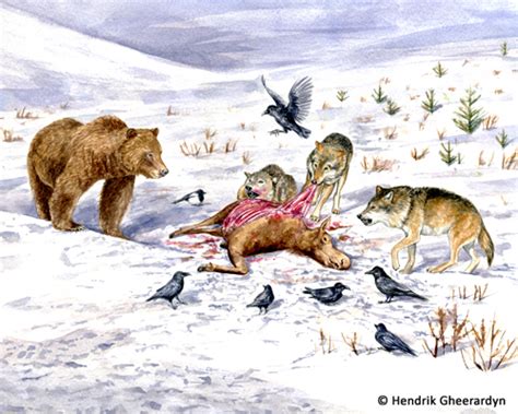 Grizzly Bear And Grey Wolves Watercolour Published In World Of