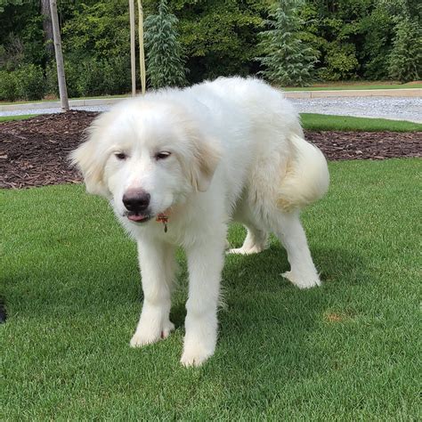 6 Months Great Pyrenees Rescue Of Atlanta