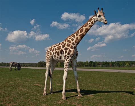 Life Expectancy Of A Giraffe