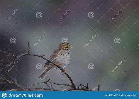 Corn Bunting Emberiza Calandra Stock Image Image Of Call Natural