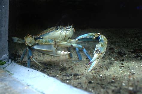 Freshwater Blue Crab Flickr Photo Sharing