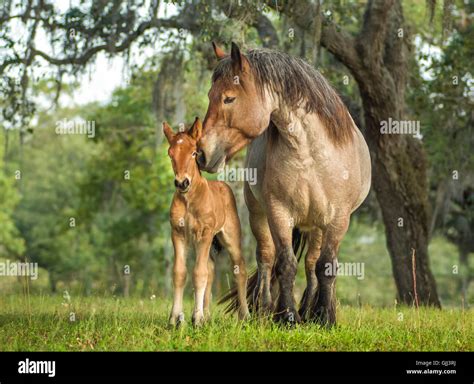 Ardenne mare foal ardennes ardennais hi-res stock photography and ...