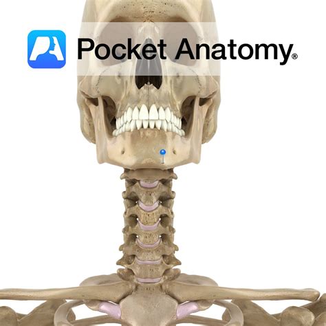 Mandible - mental tubercle - Pocket Anatomy