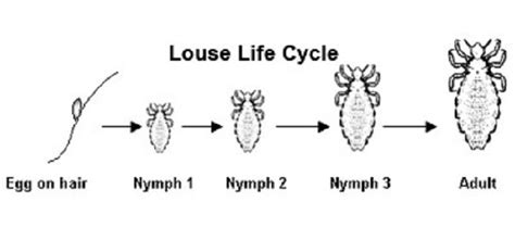 The Life Cycle of Lice OR How Can I Get Rid of these Bugs and LICE Eggs ...