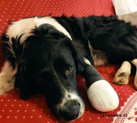 Un chien perdu à Saint Agrève La Commère 43