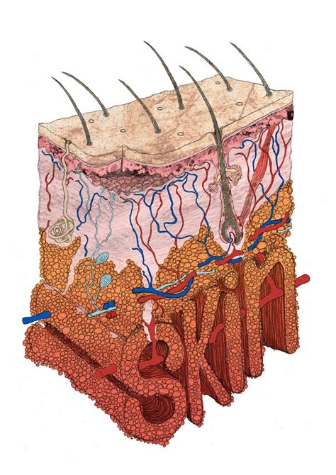 What Is Skin Barrier Function Honey Sweetie Acres