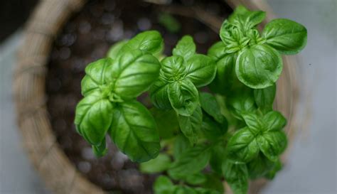 5 Creative Uses for Basil - Hobby Farms