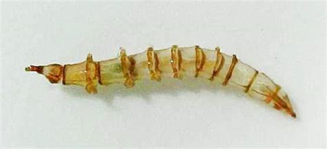 Tabanidae Larvae