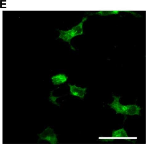 Randd Systemshumanmouse Cleaved Caspase 3 Asp175 Antibody优宁维univ商城