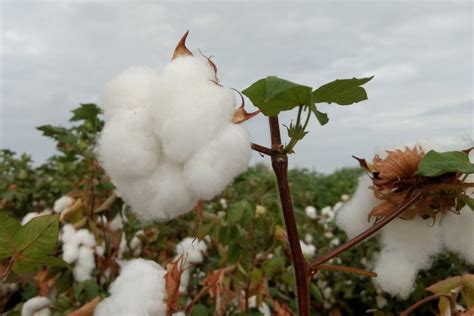 Algodão o fio da história no Brasil Industria Textil e do