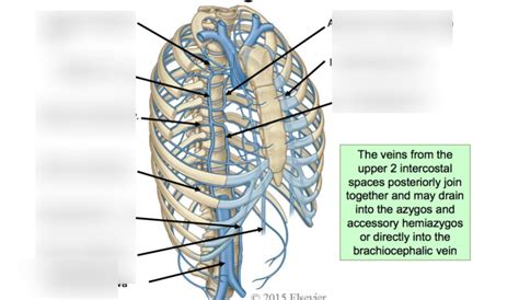 L2 Venous Drainage Of Thoracic Wall Diagram Quizlet