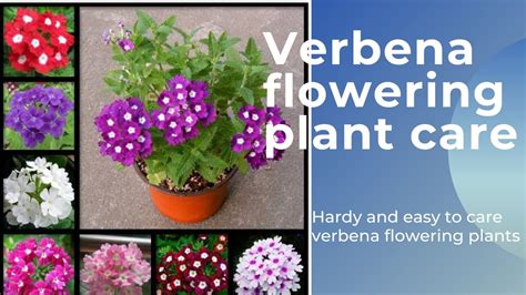 Verbena Flowering Plant Care Tips Grow Verbena Flowering Plant With Me All Doubt Regarding