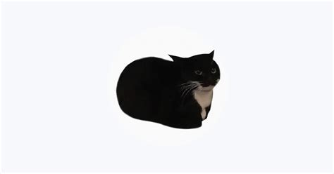 ‎catbycat Apple Music