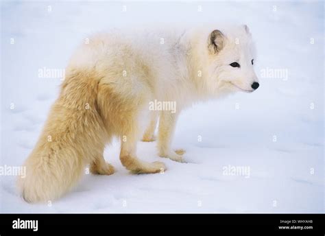 Arctic Fox in snow Stock Photo - Alamy