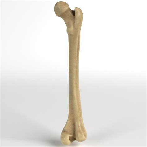 Anatomy Human Femur 3d Model