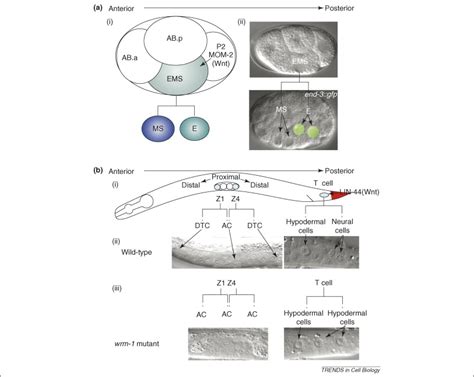 Two S Or Not Two S Regulation Of Asymmetric Division By Catenin