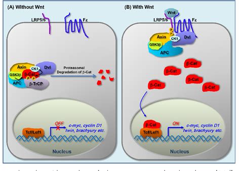 Pdf Cross Talk Between Wnt Catenin And Hippo Signaling Pathways A