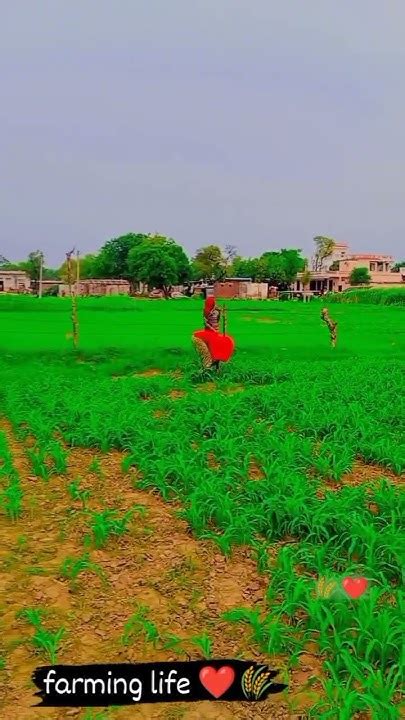 Farming 🌾🏡 Life 😘 ️🥰 Village Life 🏡🌾🌾🌹🌹farming Farmer