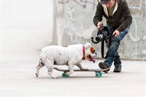 Dog Skateboarding Stock Photo Download Image Now Istock