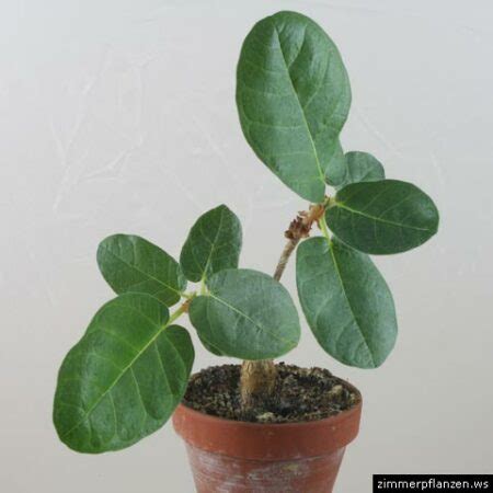 Ficus Elastica Gummibaum