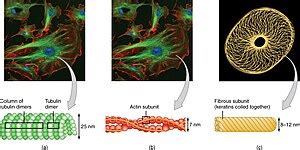 Cytoskeleton - Wikipedia