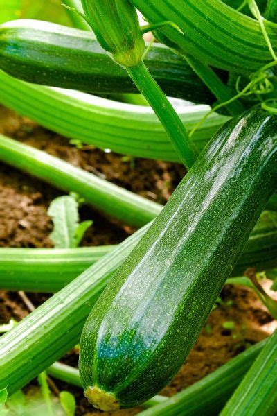 Le Guide Ultime Pour Planter Des Courgettes Dans Votre Potager