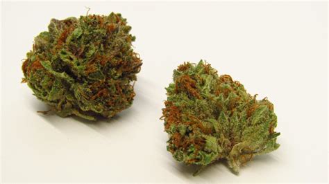 Raspberry Diesel Weedpedia Coupons And Reviews