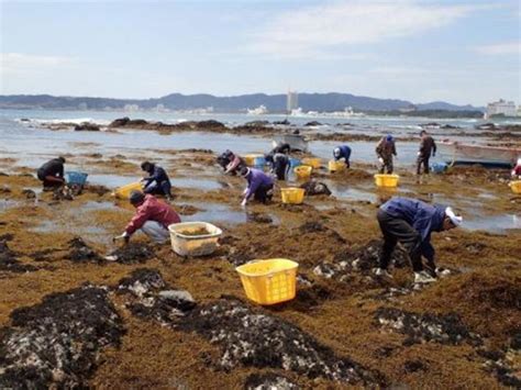 Seaweed: The Edible Forests of the Ocean | Web Japan