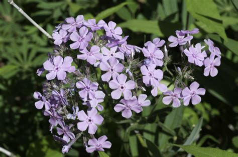 Phlox Pilosa Polemoniaceae Image At Phytoimages Siu Edu