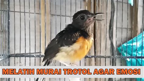 Murai Trotol Belajar Bunyi Suara Pancingan Burung Mb Paud Anakan