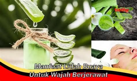 Temukan Manfaat Lidah Buaya Untuk Wajah Berjerawat Yang Jarang